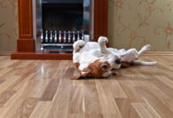 Pet-Friendly Flooring Options That Stand Up to Everyday Life